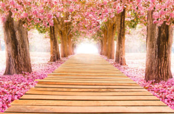 le-tunnel-romantique-des-arbres-roses-de-fleur-93135403